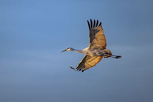 Sandhill crane in flight. Bosque del Apache National Wildlife Refuge, New Mexico Art Print